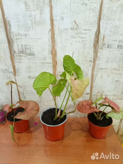 Сингониум неон пинк