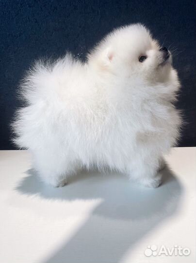 Щенки шпица