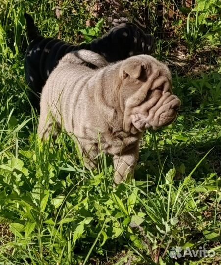 Щенки шарпея