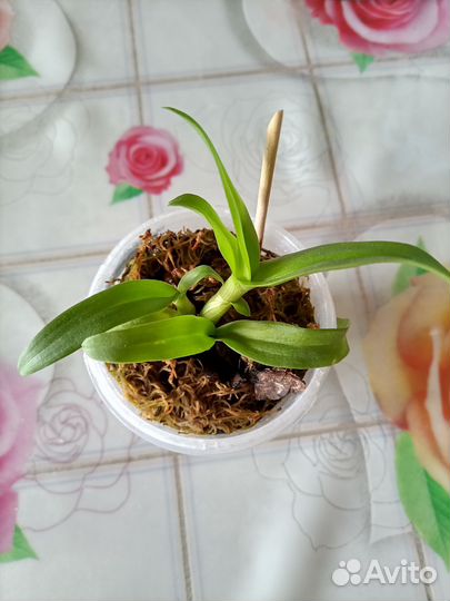 Орхидея Дендробиум нобиле