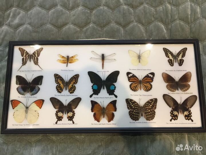 Коллекция бабочек в рамке