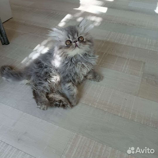 Персидские котята