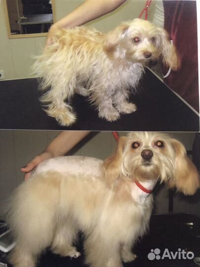 Стрижка собак и кошек с выездом на дом