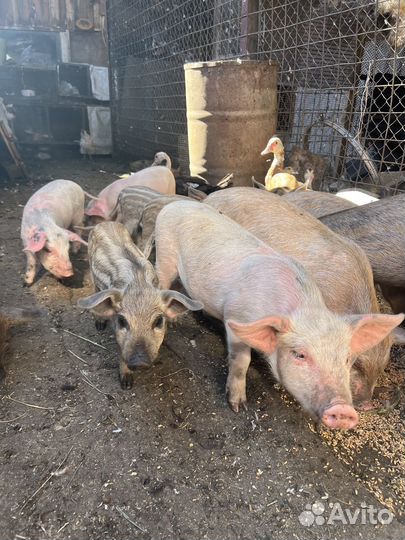 Продам поросят