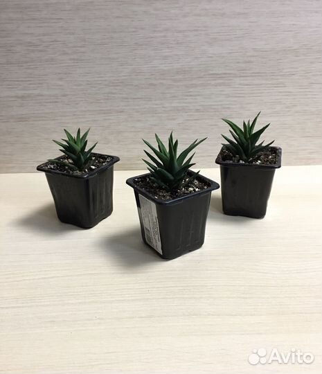 Укоренившиеся отростки, суккуленты