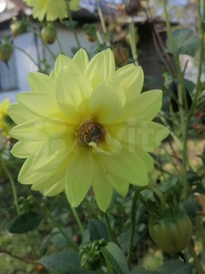 Участок 10 сот. (СНТ, ДНП)