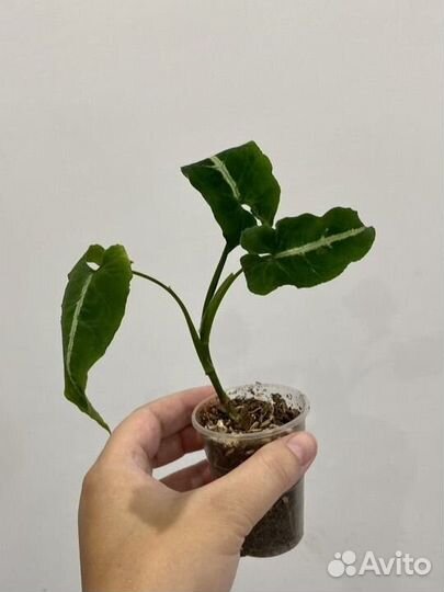 Сингониум вендланда