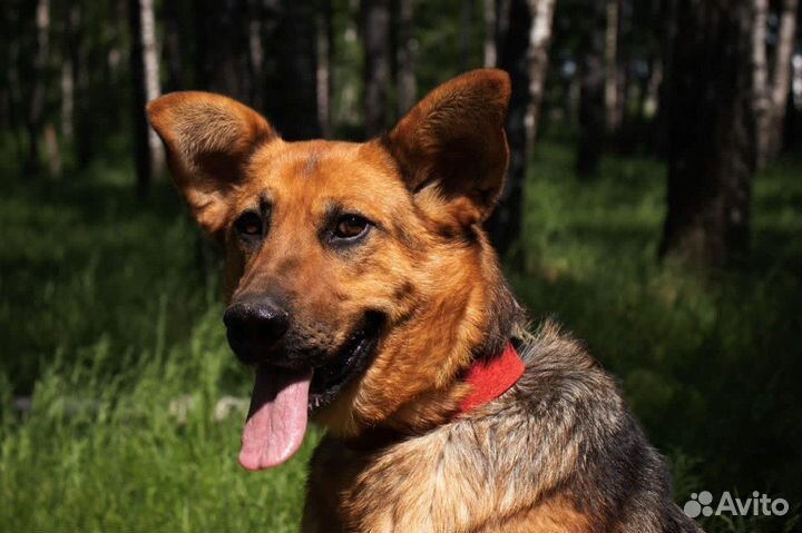 Собака в добрые руки