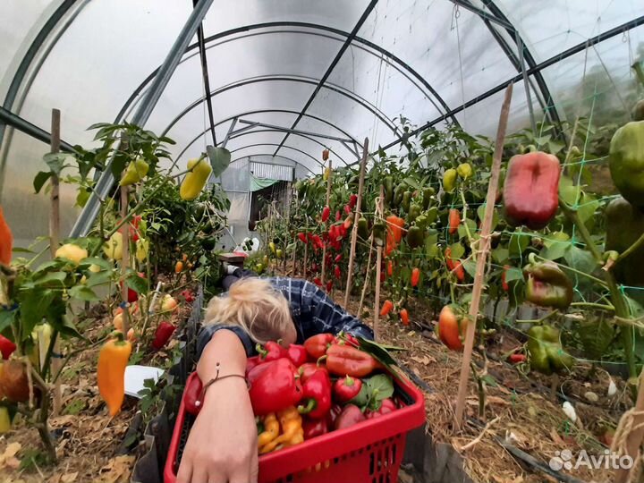 Лучшие семена томатов и перца