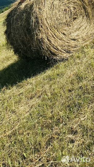 Продам сено в рулонах