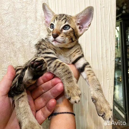Ориентальные котенок
