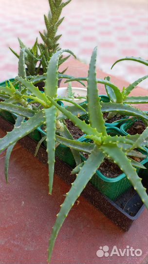 Алоэ (Столетник )