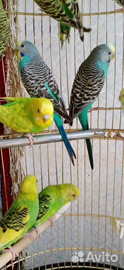 Волнистый попугай самец