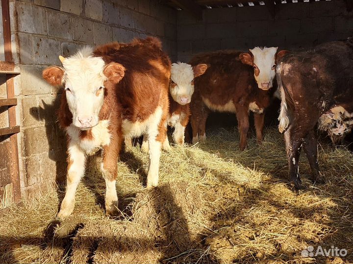 Продается телочки