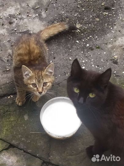 Котята в добрые руки