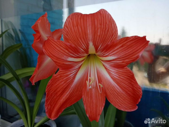 Цветы комнатные Гиппеаструм (амариллис)