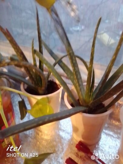 Комнатные растения цветы большие