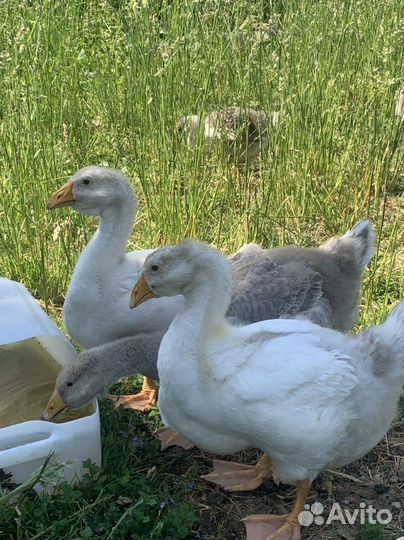 Холмогорские гусята