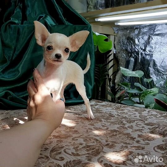 Чихуахуа. мини девочка. крем