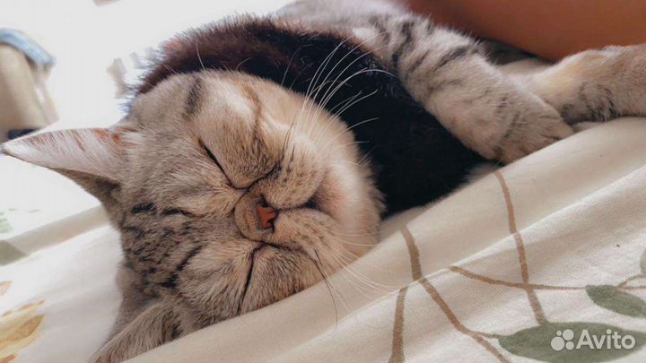 Котенок экзот