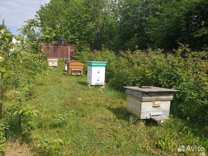 Улей с пчелами