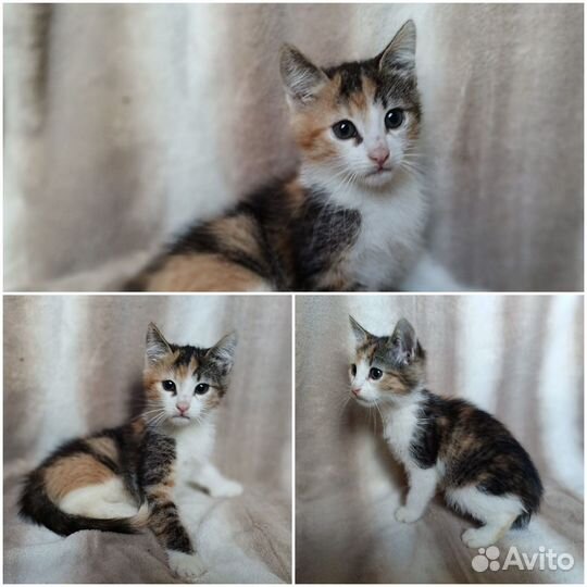 Котята малыши