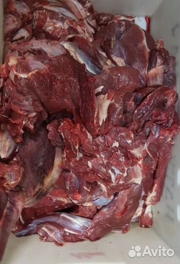 Продам мясо говядина