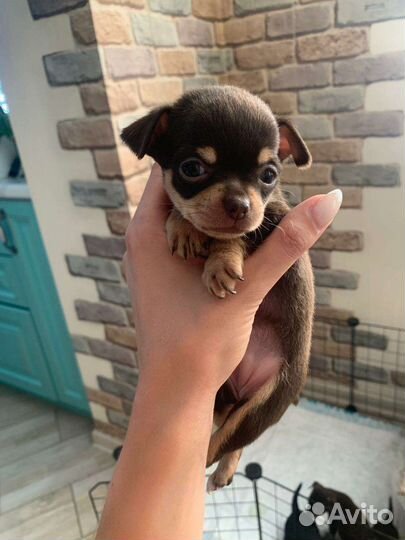 Мини той-терьер щенки