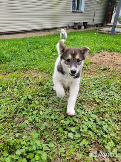 Продаются породистые щенки Западно-Сибирской лайки