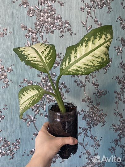 Диффенбахия Tropic Smow