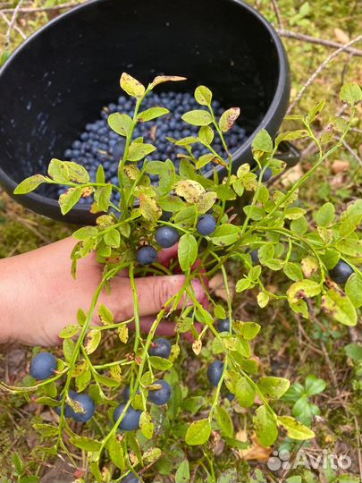 Черника сушеная