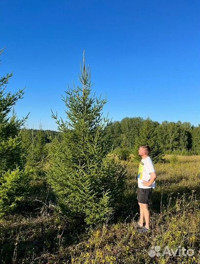 Живые елки и сосны 1-6 м с доставкой 42/655