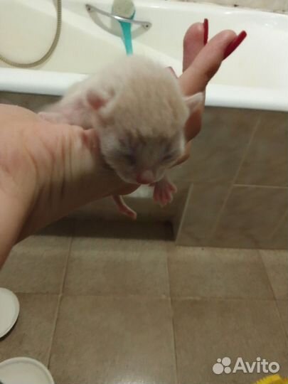 Котики в добрые руки