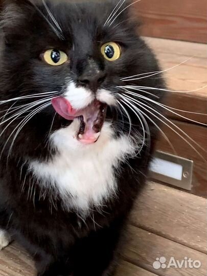 Кот в добрые руки