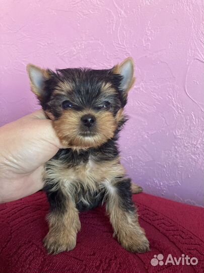 Девочка мини