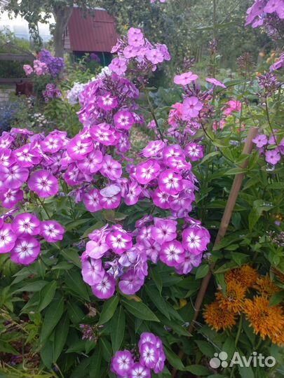 Флокс метельчатый