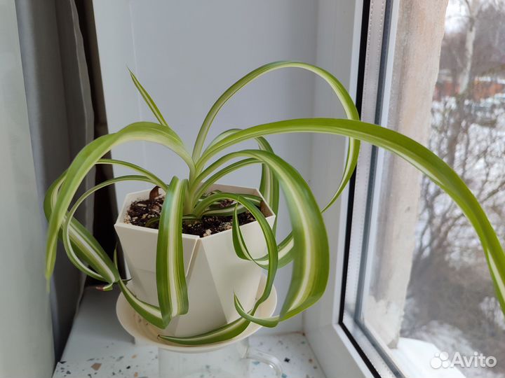 Комнатные растения