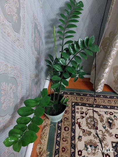 Замиокулькас