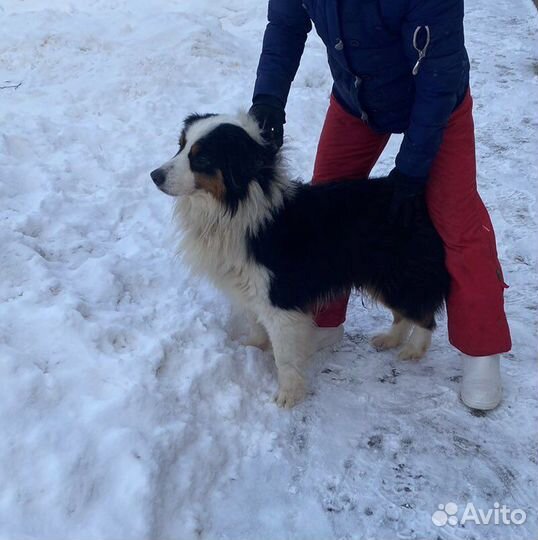 Аусси бесплатно