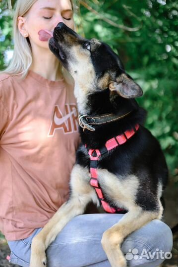 Приюти собаку из приюта