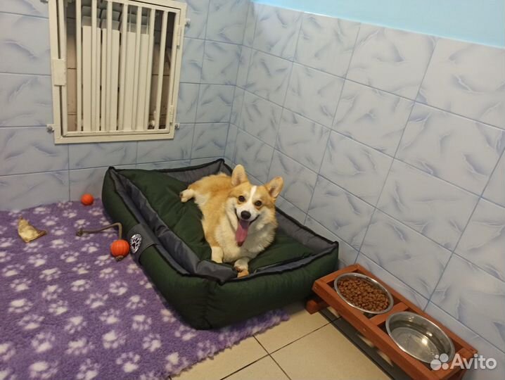 Передержка собак / гостиница