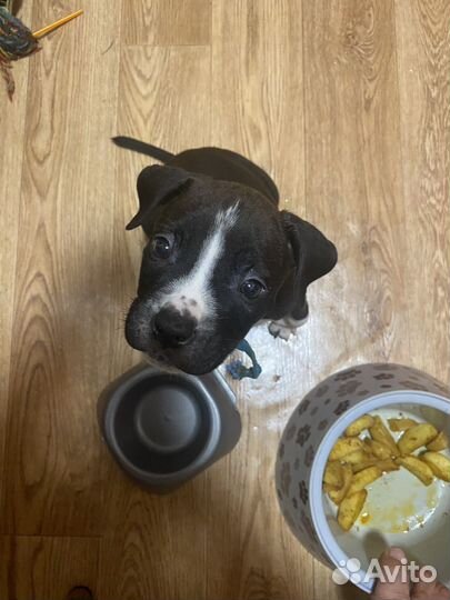 Питамстафф