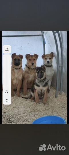 Берта, Многострадальные щенки из Подольска