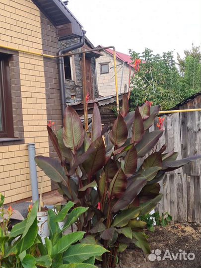 Цветы канны