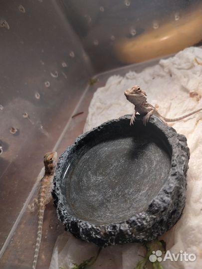 Бородатая агама маленькие