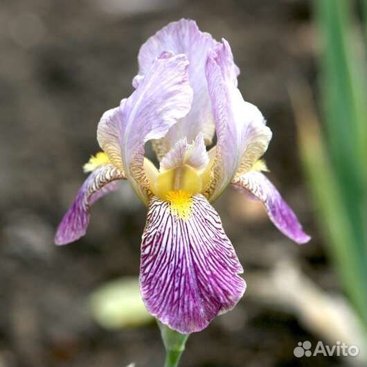 Ирис, Люпин