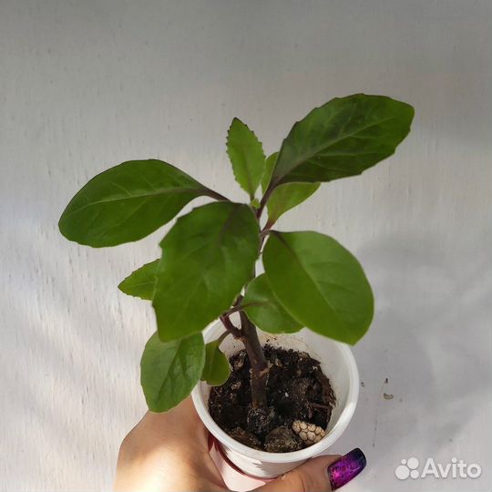 Комнатные цветы