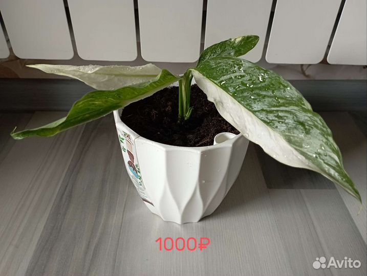 Спатифиллум Домино