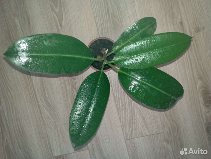 Фикус Эластика Каучуконосный