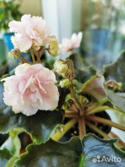 Фиалки цветущие сортовые